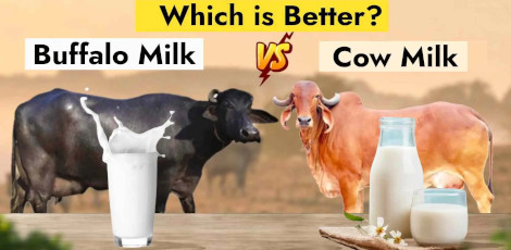 Cow milk Or Buffalo milk – Which is more healthier to consume?