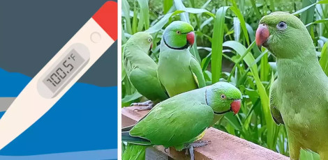 Parrot Fever – A new deadly infection that is spreading now – Things to know!!