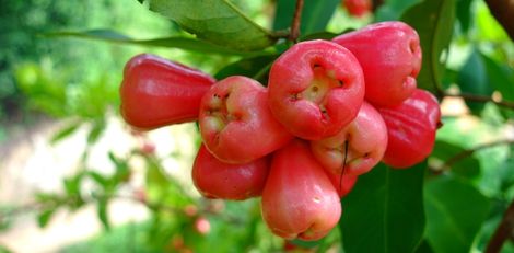 Why Rose Apples Are Becoming a Popular Healthy Fruit Choice