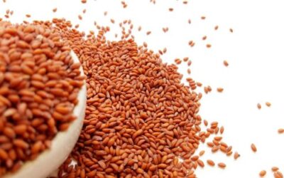 Why Garden Cress Seeds Are Considered a Nutritional Powerhouse