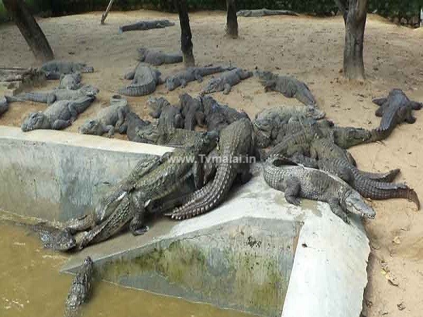 சாத்தனூர் அணை