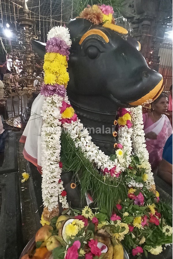 திருவண்ணாமலை அண்ணாமலையார் கோவிலில் மார்கழி மாத பௌர்ணமி பிரதோஷம்..! திருவண்ணாமலை அண்ணாமலையார் கோவிலில் மார்கழி மாத பௌர்ணமி பிரதோஷம்..!