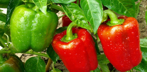 Why eating bell peppers would be fabulous for our health?