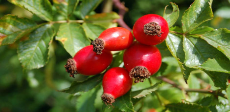 Do you know about these health benefits of consuming rose hips? Do you know about these health benefits of consuming rose hips?