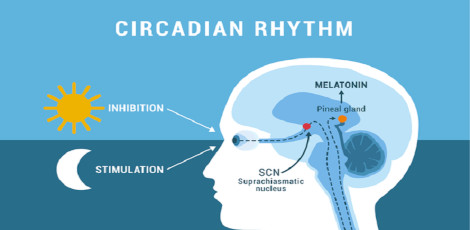 Various important reasons why we must maintain a healthy circadian rhythm!!