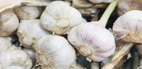 Do you know these fabulous benefits of keeping garlic clove under the pillow?