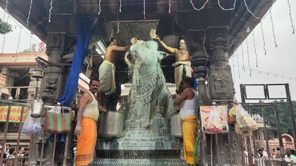 திருவண்ணாமலை அருணாச்சலேஸ்வரர் கோவிலில் கார்த்திகை மாத அமாவாசை பிரதோஷம்! திருவண்ணாமலை அருணாச்சலேஸ்வரர் கோவிலில் கார்த்திகை மாத அமாவாசை பிரதோஷம்!