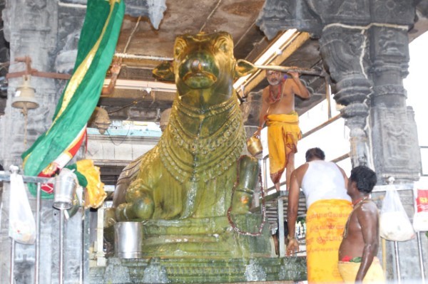 திருவண்ணாமலை அருணாச்சலேஸ்வரர் கோவிலில் வைகாசி மாத அமாவாசை பிரதோஷம்! திருவண்ணாமலை அருணாச்சலேஸ்வரர் கோவிலில் வைகாசி மாத அமாவாசை பிரதோஷம்!