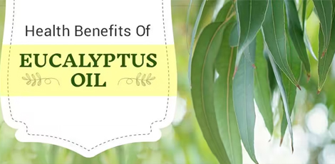 Amazing and unknown benefits of eucalyptus leaves!!