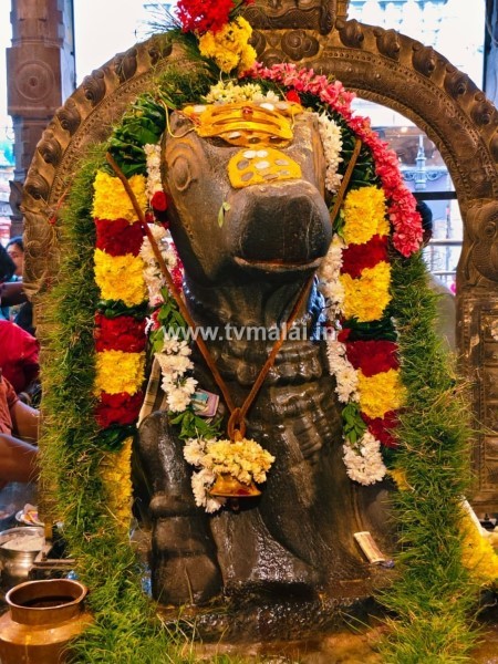 திருவண்ணாமலை அருணாச்சலேஸ்வரர் கோவிலில் புரட்டாசி மாத அமாவாசை பிரதோஷம்! திருவண்ணாமலை அருணாச்சலேஸ்வரர் கோவிலில் புரட்டாசி மாத அமாவாசை பிரதோஷம்!