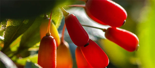 Know about the powerful supplement Berberine, its benefits and side effects etc!! Know about the powerful supplement Berberine, its benefits and side effects etc!!