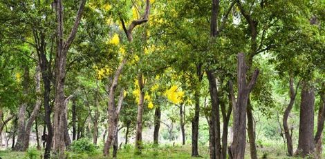 18 ஆண்டுகளில் ஒரு மரம் ₹1 லட்சம்! சந்தன மர சாகுபடி!!! 18 ஆண்டுகளில் ஒரு மரம் ₹1 லட்சம்! சந்தன மர சாகுபடி!!!