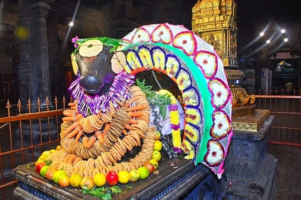 அண்ணாமலையார் கோவிலில் மாட்டுப்பொங்கலை முன்னிட்டு பெரிய நந்தி பகவானுக்கு சிறப்பு அலங்காரம்!