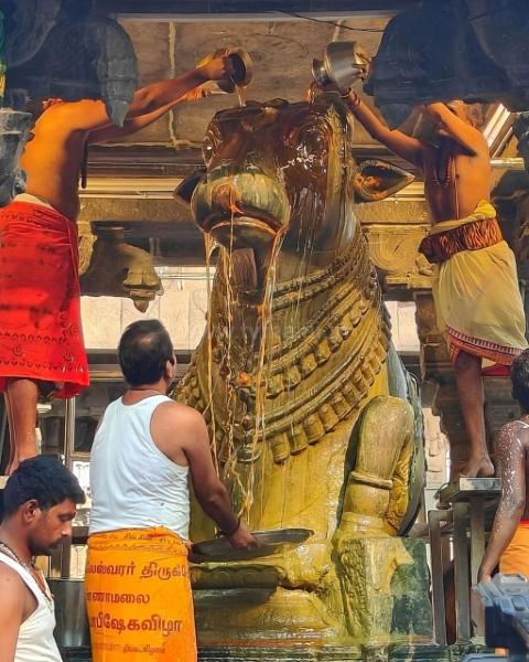 திருவண்ணாமலை அருணாச்சலேஸ்வரர் கோவிலில் பங்குனி மாத அமாவாசை பிரதோஷம்!