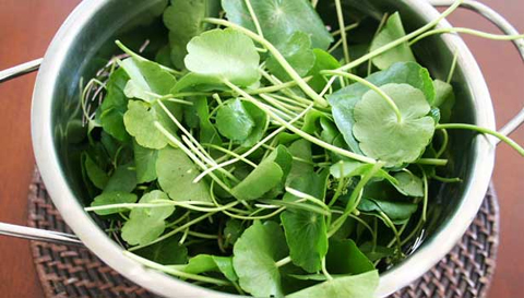 Why Vallarai Keerai Is Considered a Powerful Brain-Boosting Herb
